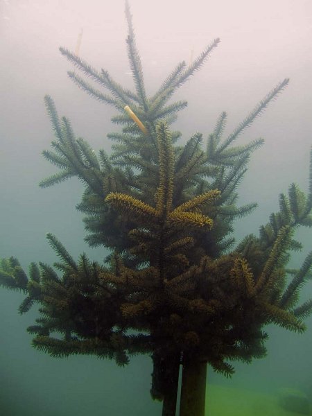Pic32.jpg