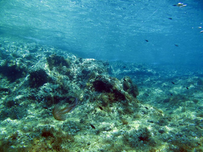 pic101.jpg