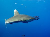 Longimanus