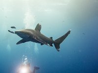 Longimanus