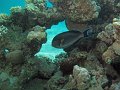 Img003
