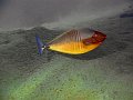 Img008