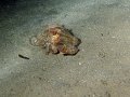 Img017