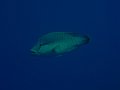 Img019