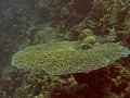 Img030