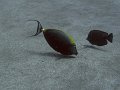 Img043
