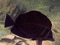Img106